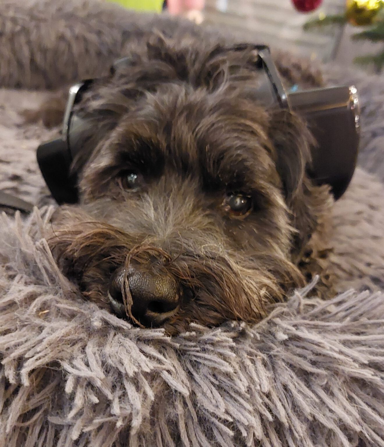 Chewie mit Gehörschutz